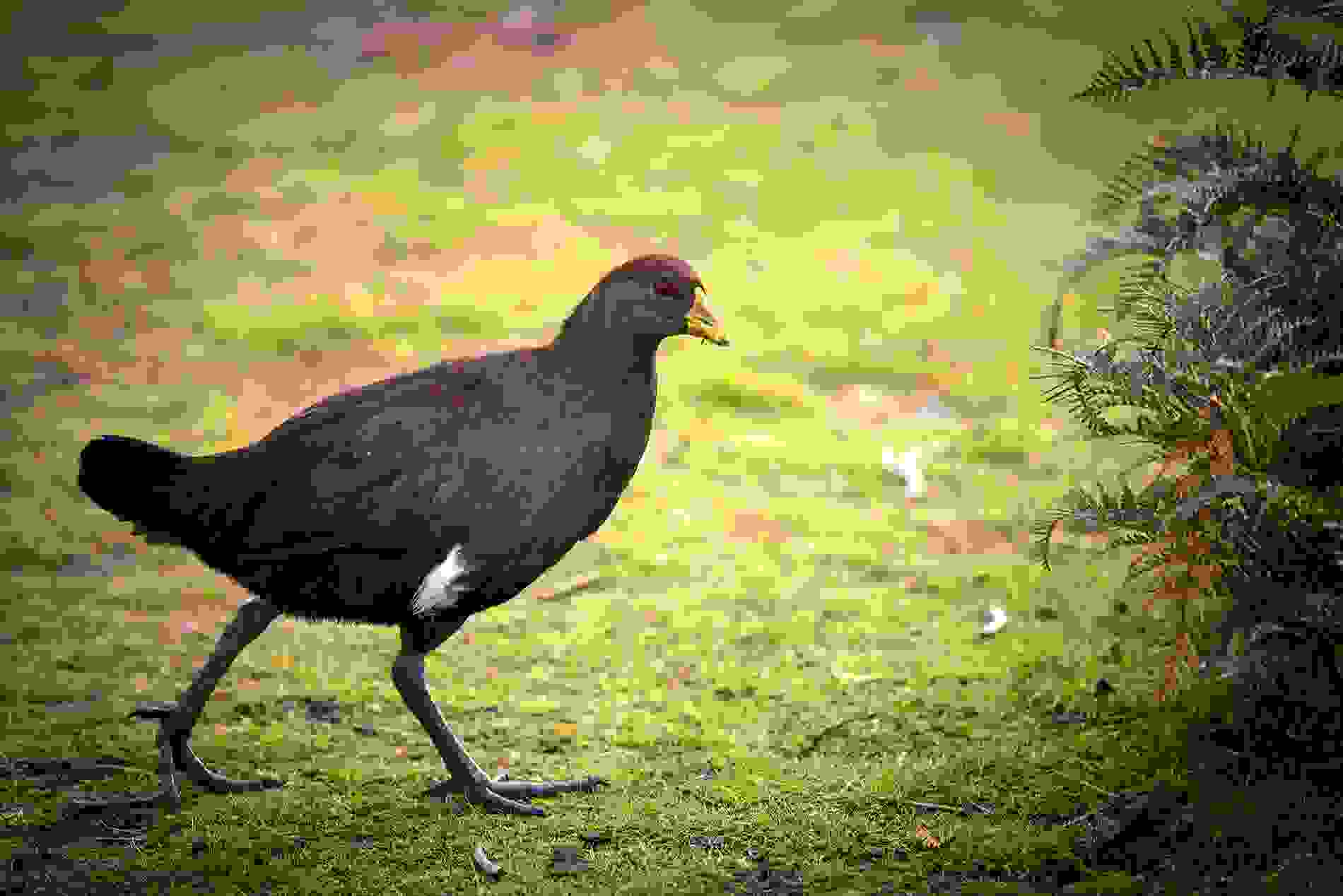 Birds